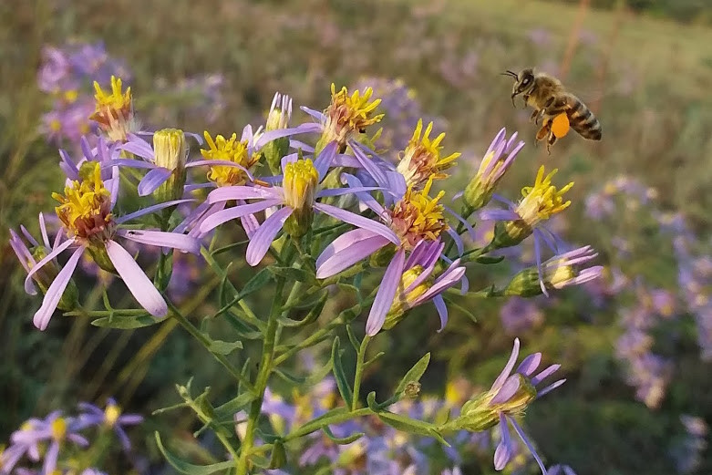 12. kép Réti őszirózsa.jpg